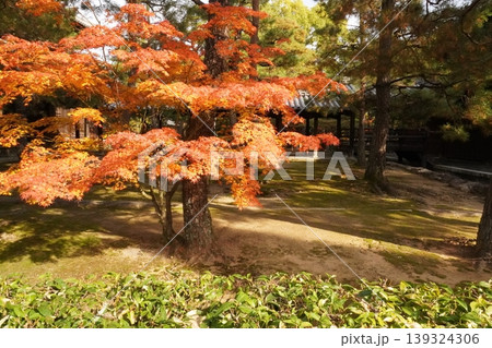 大徳寺 大徳寺 139324306