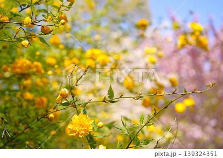 花畑の黄色い花 やまぶき 花畑の黄色い花 やまぶき 139324351