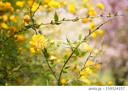 花畑の黄色い花 やまぶき 花畑の黄色い花 やまぶき 139324357