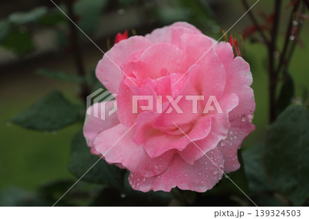 荒尾市 おもやい市民花壇 雨上がりのバラの花、 荒尾市 おもやい市民花壇 雨上がりのバラの花、 139324503