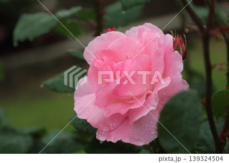 荒尾市　おもやい市民花壇　雨上がりのバラの花、 139324504