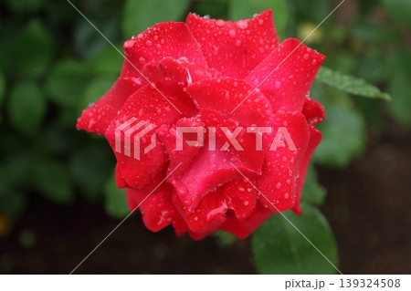 荒尾市　おもやい市民花壇　雨上がりのバラの花、 139324508