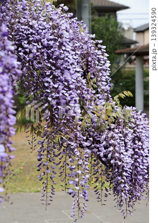 加須市玉敷公園の藤の花 139324590