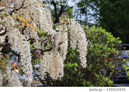加須市玉敷公園の藤の花 加須市玉敷公園の藤の花 139324591