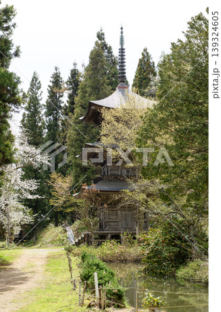 桜と法用寺三重塔　重要文化財　福島県 139324605