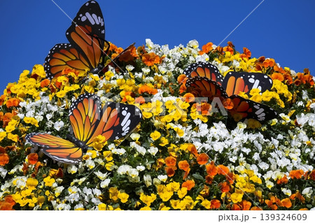 Colourful floral display vibrant pansies blooming in a sunlit setting, emphasizing urban greenery and public landscaping 139324609