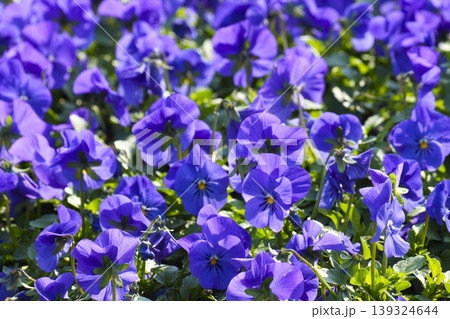 Vibrant purple pansies blooming in a sunny park, highlighting sustainable urban gardening. Vibrant purple pansies blooming in a sunny park, highlighting sustainable urban gardening. 139324644
