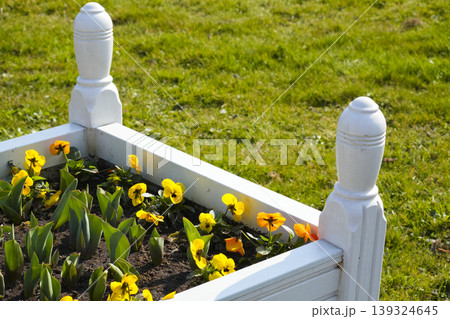 Yellow and orange pansies blooming in a white raised planter, suitable for sunny patios, balconies, and small yards. Yellow and orange pansies blooming in a white raised planter, suitable for sunny patios, balconies, and small yards. 139324645