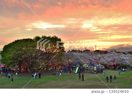 寒川中央公園の夜桜ライトアップ 寒川中央公園の夜桜ライトアップ 139324650