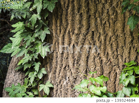 Close up of ivy climbing over rough tree bark in a forest, showing how observing nature boosts mental alertness and energy. 139324694