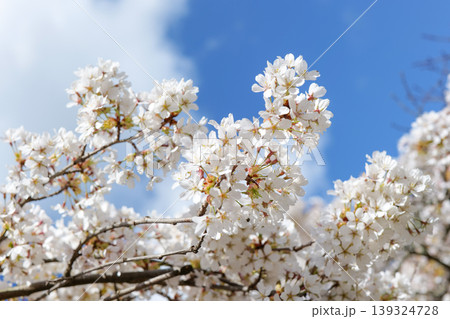 White cherry blossoms against clear blue sky in spring. White cherry blossoms against clear blue sky in spring. 139324728