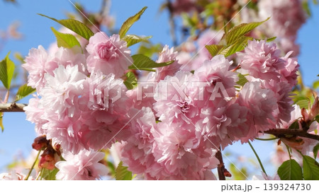 Pink cherry blossoms against clear blue sky in spring. 139324730