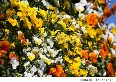 Bright yellow, orange, and white pansies blooming in a sunlit setting, suitable for patios, balconies, and outdoor spaces. Bright yellow, orange, and white pansies blooming in a sunlit setting, suitable for patios, balconies, and outdoor spaces. 139324731