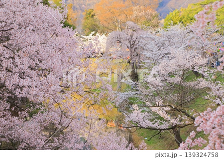 上田城　満開の桜の花が水堀を彩る 139324758