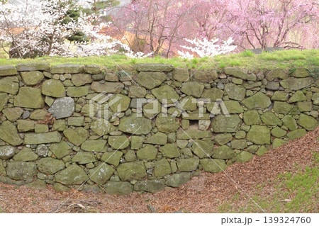 上田城 石垣の向こうの満開の桜 上田城 石垣の向こうの満開の桜 139324760
