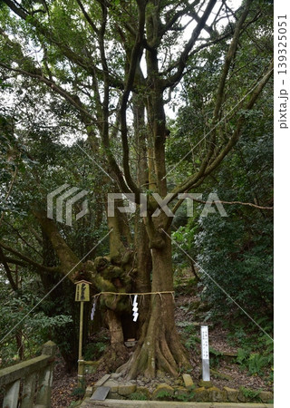 石清水八幡宮の御神木　タブの木 139325051