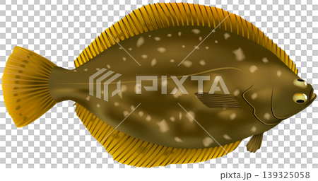 Fish illustration: "Flounder (Japanese flounder)" - Vector format - Single image on a white background Fish illustration: "Flounder (Japanese flounder)" - Vector format - Single image on a white background 139325058