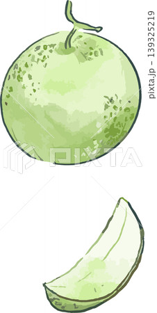 丸ごととカットされた水彩風の緑色のメロンのイラスト 139325219
