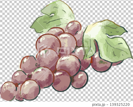 紫色葡萄的水彩風格插圖 紫色葡萄的水彩風格插圖 139325220