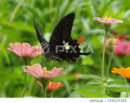 花の蜜を吸うモンキアゲハ 花の蜜を吸うモンキアゲハ 139325285