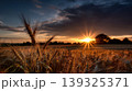 Amazing agriculture sunset landscape. Growth nature harvest. Wheat field natural product. Ears of golden wheat close up. Rural scene under sunlight. Summer background 139325371