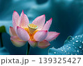 Pink Lotus Blossoms on Water that lotus leaves with water droplets. 139325427
