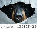 curious wild black bear coming through crack hole in solid color background with copy space 139325428