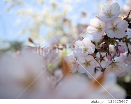 晴れた4月に咲いたサトザクラ「嵐山(アラシヤマ)」 晴れた4月に咲いたサトザクラ「嵐山(アラシヤマ)」 139325467