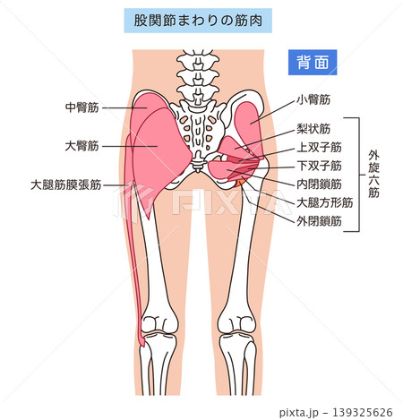 お尻、股関節まわりの筋肉　大臀筋　外旋六筋 139325626