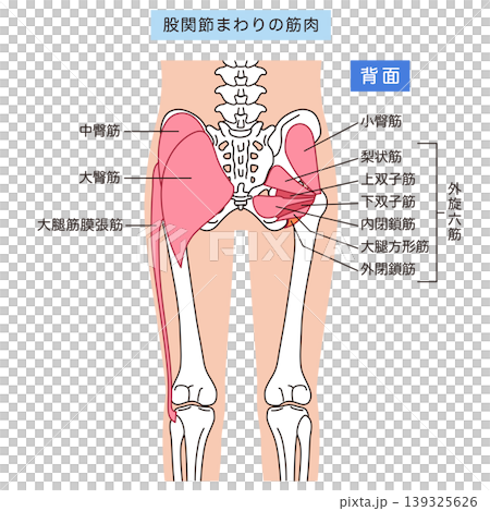 お尻、股関節まわりの筋肉　大臀筋　外旋六筋 139325626