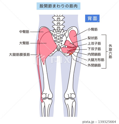 お尻、股関節まわりの筋肉 大臀筋 外旋六筋 お尻、股関節まわりの筋肉 大臀筋 外旋六筋 139325664