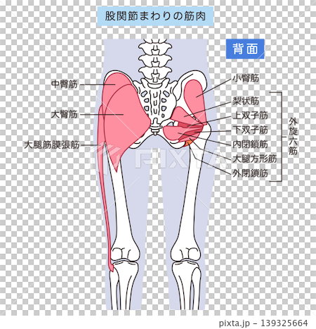 お尻、股関節まわりの筋肉 大臀筋 外旋六筋 お尻、股関節まわりの筋肉 大臀筋 外旋六筋 139325664