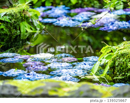 水面に浮かぶ紫陽花とやわらかな反射　初夏の静寂な花手水の風景（鎌倉・長谷寺） 139325667