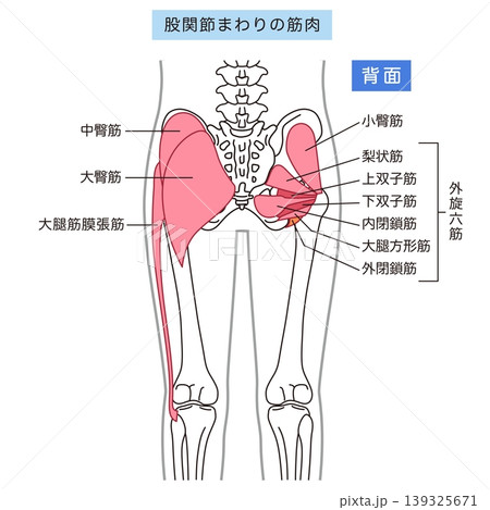 お尻、股関節まわりの筋肉　大臀筋　外旋六筋 139325671
