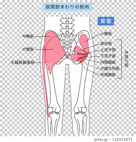 お尻、股関節まわりの筋肉　大臀筋　外旋六筋 139325671