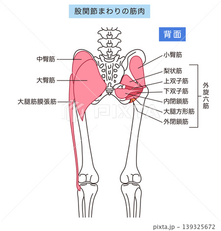 お尻、股関節まわりの筋肉　大臀筋　外旋六筋 139325672