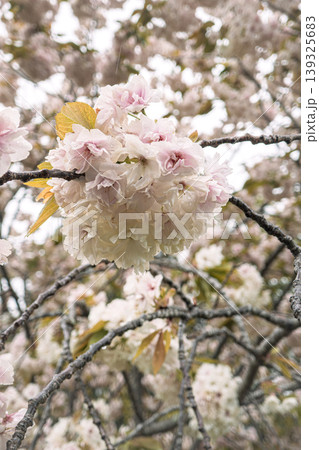 桜 さくら サクラ 139325683
