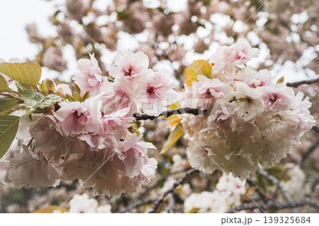 桜 さくら サクラ 139325684