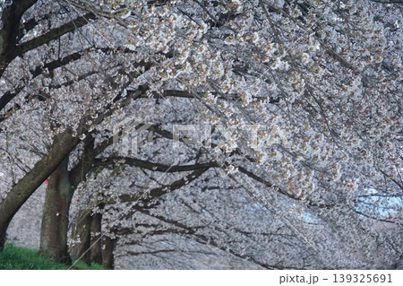 満開の本庄市千本桜 満開の本庄市千本桜 139325691