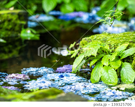 苔と新緑に寄り添う紫陽花の花手水 初夏のしっとりとした日本庭園の情景(鎌倉・長谷寺) 苔と新緑に寄り添う紫陽花の花手水 初夏のしっとりとした日本庭園の情景(鎌倉・長谷寺) 139325700