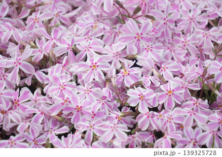 羊山公園の芝桜 羊山公園の芝桜 139325728