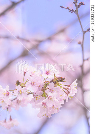 満開の桜（オールドレンズ撮影） 139325733