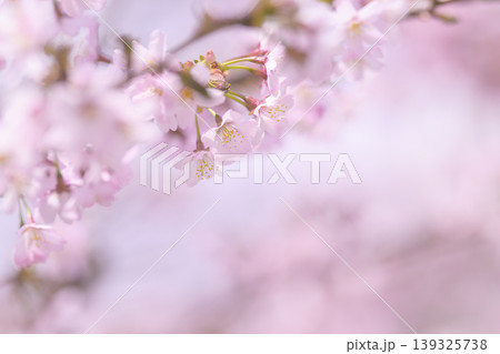 満開の桜(オールドレンズ撮影) 満開の桜(オールドレンズ撮影) 139325738