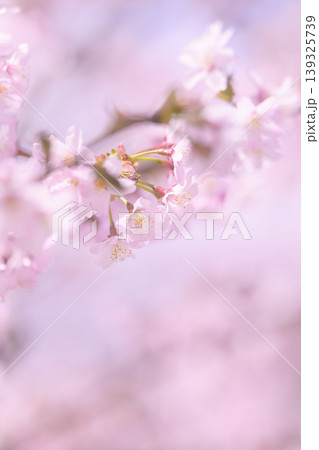 満開の桜(オールドレンズ撮影) 満開の桜(オールドレンズ撮影) 139325739
