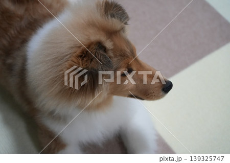 向こうを見るシェットランドシープドッグの子犬 向こうを見るシェットランドシープドッグの子犬 139325747