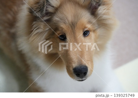 飼い主を見上げるシェットランドシープドッグの子犬 飼い主を見上げるシェットランドシープドッグの子犬 139325749