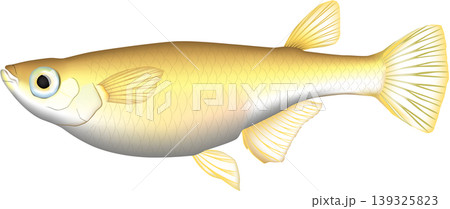 魚イラスト 「メダカ」 ベクター形式 白背景単体 魚イラスト 「メダカ」 ベクター形式 白背景単体 139325823