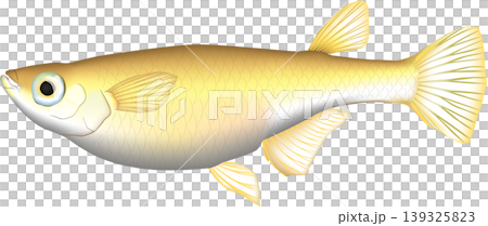 魚イラスト 「メダカ」 ベクター形式 白背景単体 魚イラスト 「メダカ」 ベクター形式 白背景単体 139325823