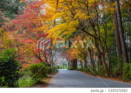 森町の遠江国一宮小國神社の紅葉の風景(静岡県) 森町の遠江国一宮小國神社の紅葉の風景(静岡県) 139325892