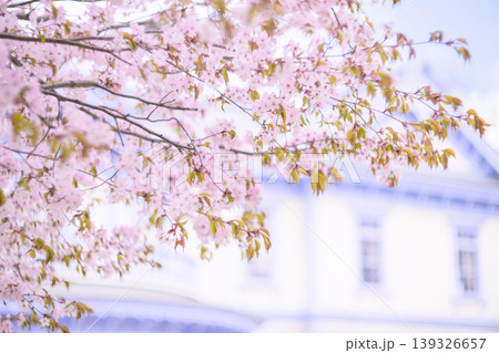豊平館と満開の桜（豊平館はぼかしたバージョン） 139326657